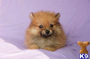 Brady - Pomeranian Male